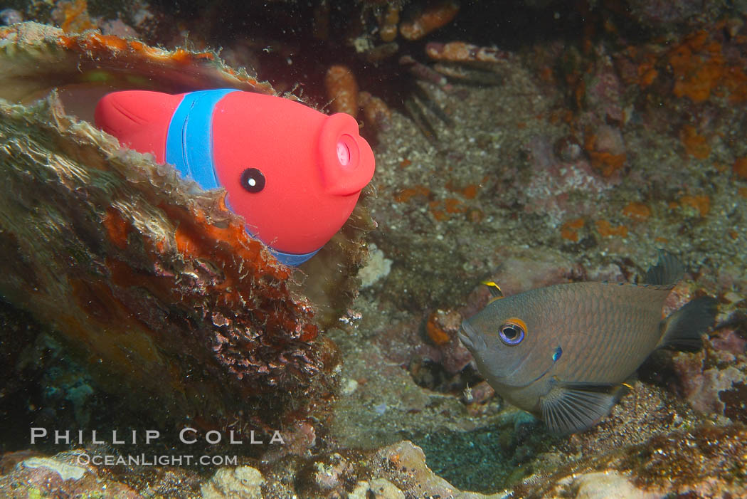 Undescribed fish species. Cousins, Galapagos Islands, Ecuador, natural history stock photograph, photo id 16465