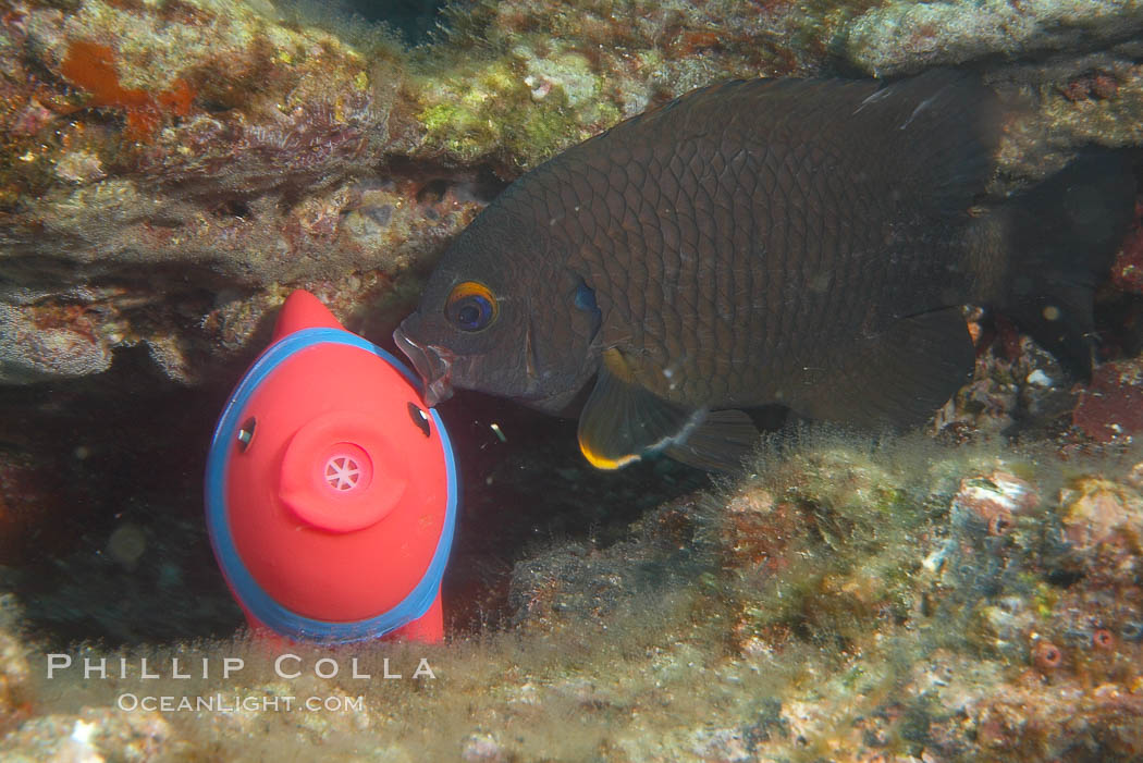 Undescribed fish species. Cousins, Galapagos Islands, Ecuador, natural history stock photograph, photo id 16469