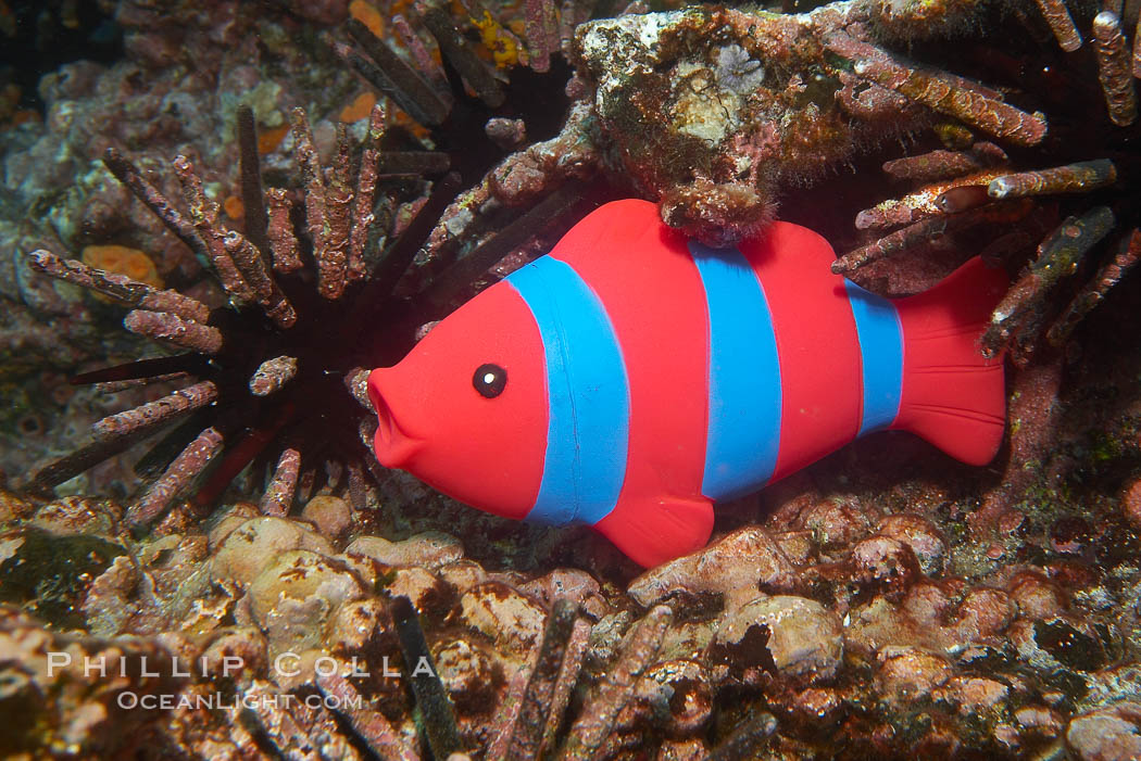 Undescribed fish species. Cousins, Galapagos Islands, Ecuador, natural history stock photograph, photo id 16473