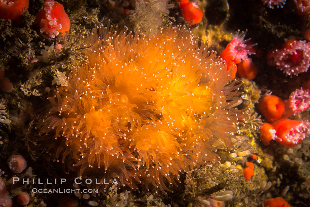 Unidentified anemone colony. San Diego, California, USA, natural history stock photograph, photo id 34210