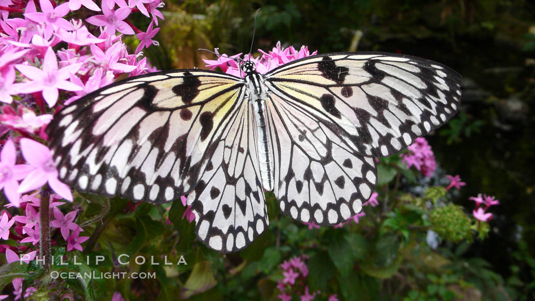 Unidentified butterfly, Butterfly World, Coombs, Vancouver Island. British Columbia, Canada, natural history stock photograph, photo id 21190