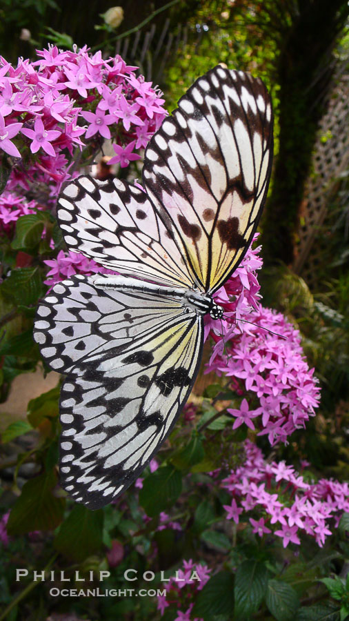 Unidentified butterfly, Butterfly World, Coombs, Vancouver Island., natural history stock photograph, photo id 21191