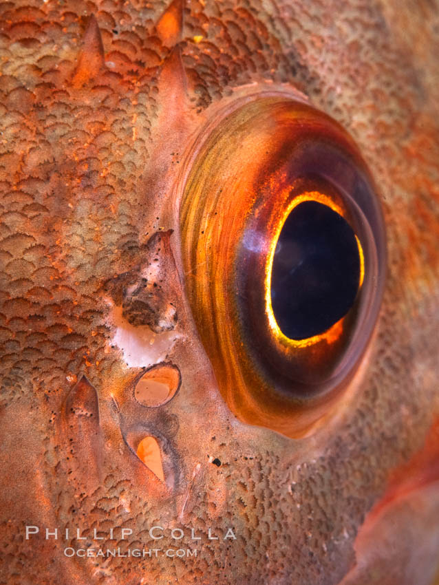 Unidentified fish eyeball closeup. San Diego, California, USA, natural history stock photograph, photo id 37214