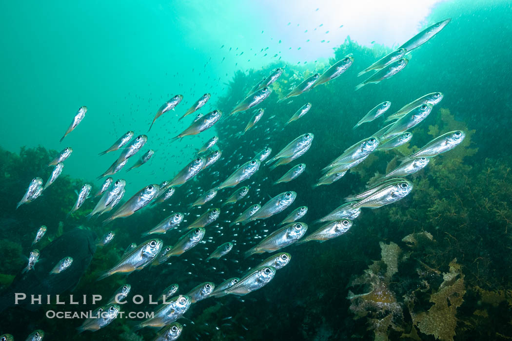 Unidentified Fish, Kangaroo Island, South Australia