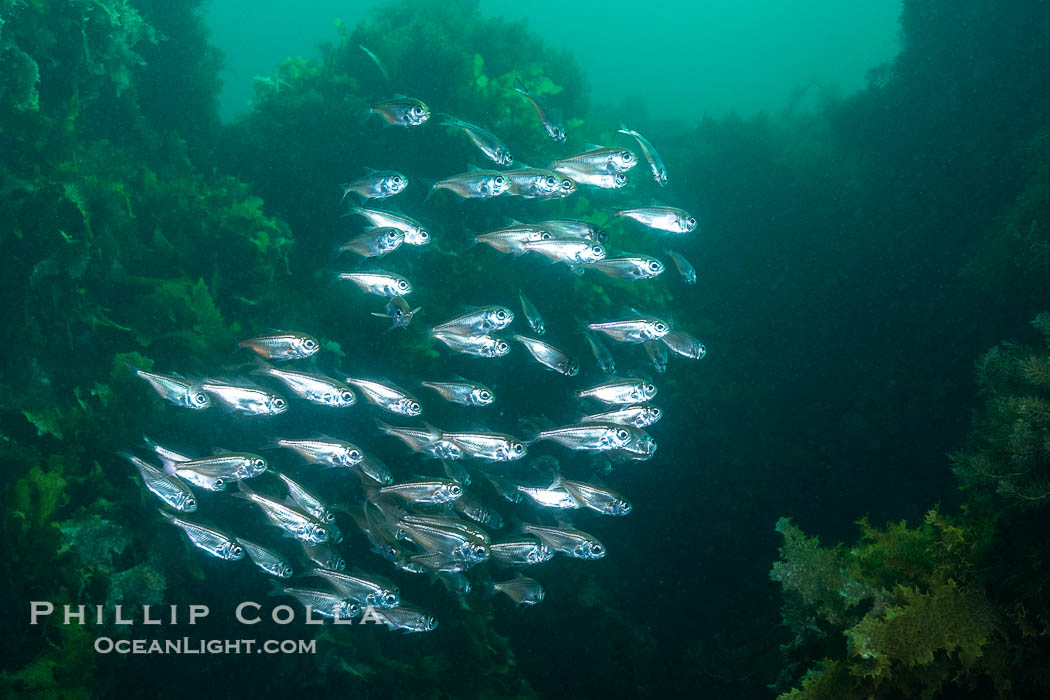 Unidentified Fish, Kangaroo Island, South Australia., natural history stock photograph, photo id 39256