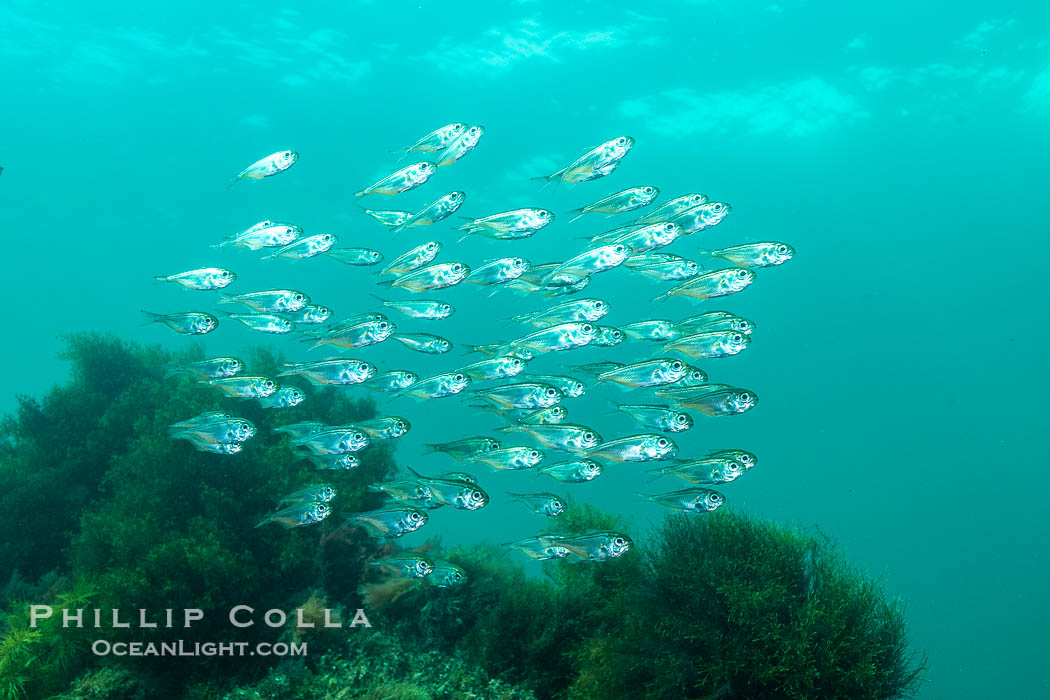 Unidentified Fish, Kangaroo Island, South Australia., natural history stock photograph, photo id 39255