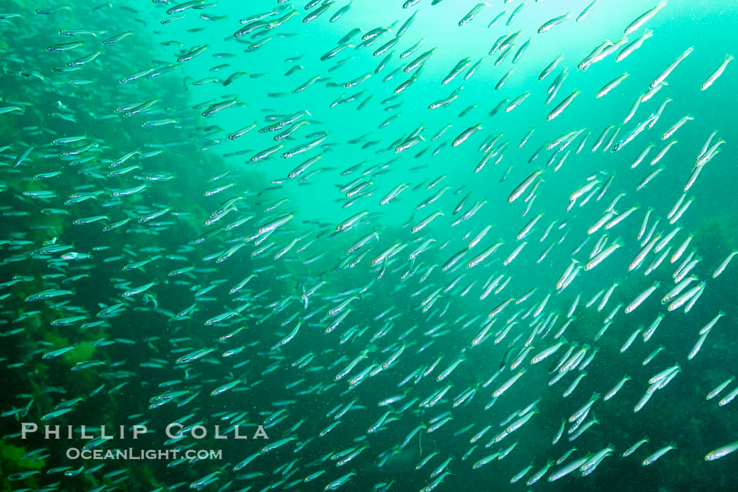 Unidentified Fish, Kangaroo Island, South Australia, 39257