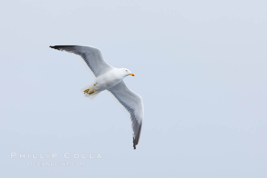 Unidentified gull, Hannah Point. Livingston Island, Antarctic Peninsula, Antarctica, natural history stock photograph, photo id 25922