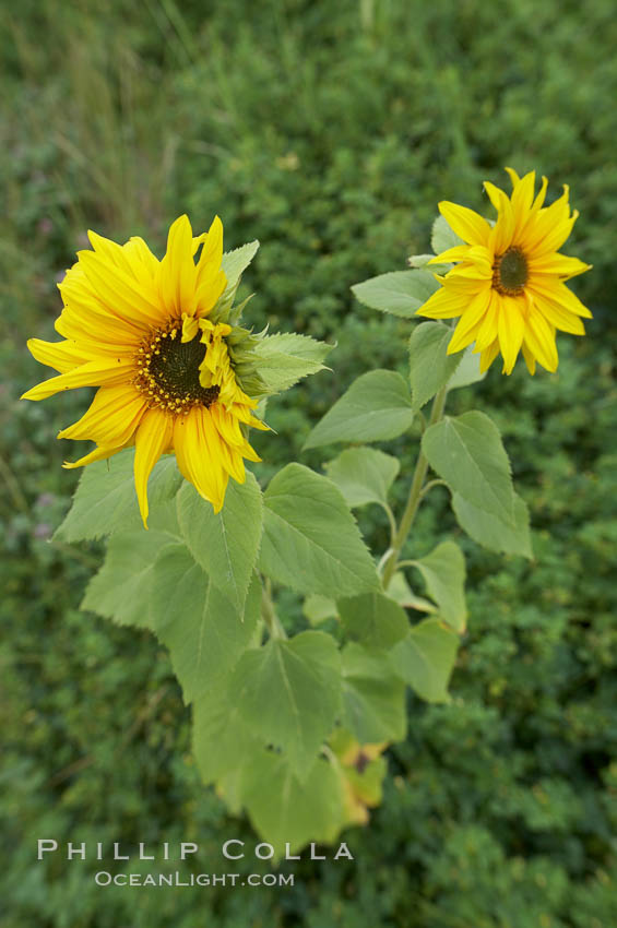 Unidentified. Rancho Santa Fe, California, USA, natural history stock photograph, photo id 11594