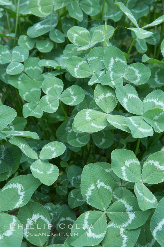 Unidentified. Rancho Santa Fe, California, USA, natural history stock photograph, photo id 11598