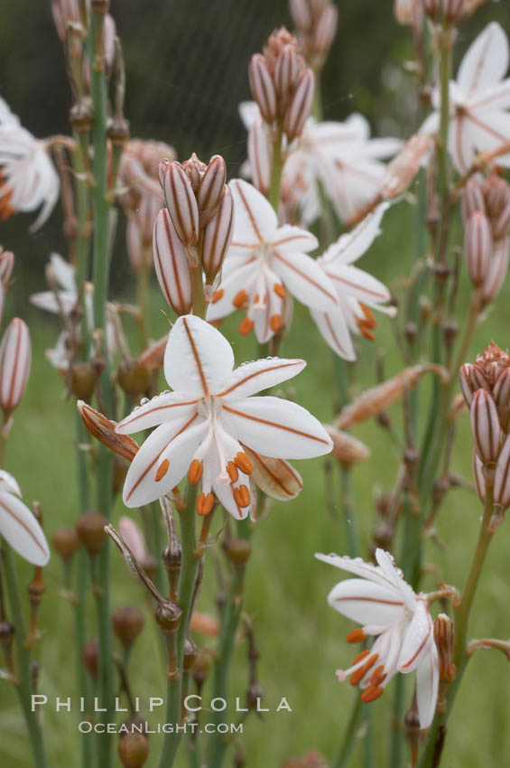 Unidentified., natural history stock photograph, photo id 11618