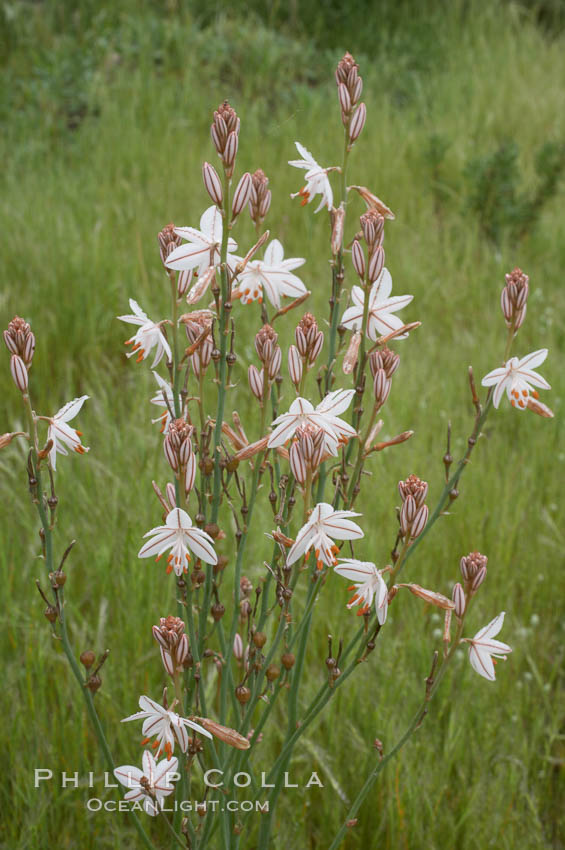 Unidentified., natural history stock photograph, photo id 11626
