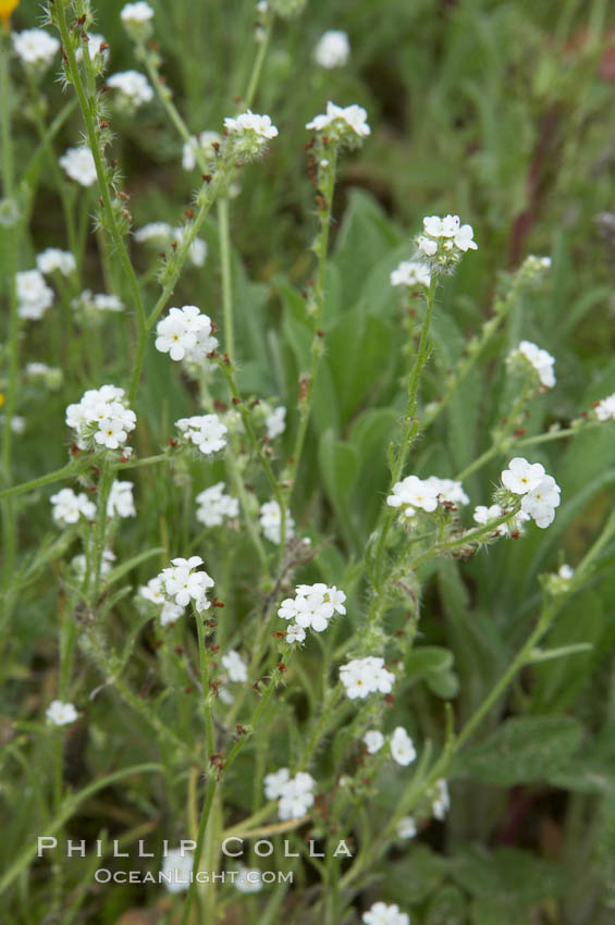Unidentified., natural history stock photograph, photo id 11642