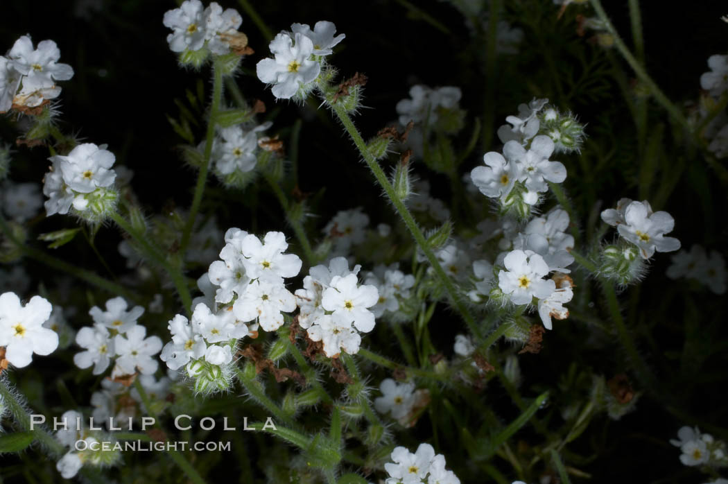 Unidentified., natural history stock photograph, photo id 11686