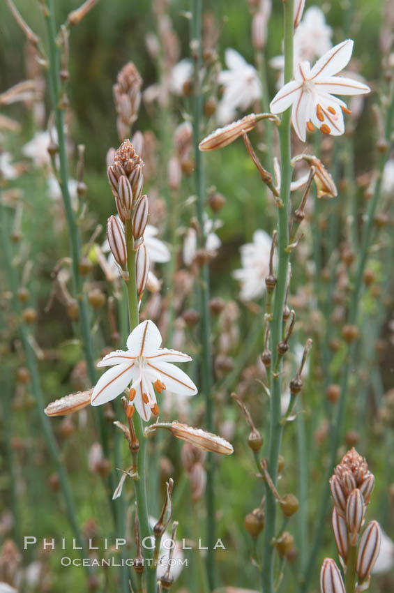 Unidentified., natural history stock photograph, photo id 11624