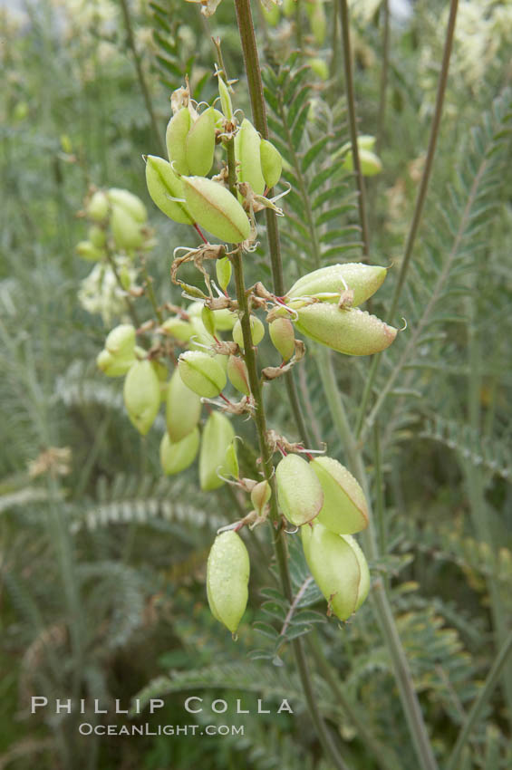 Unidentified., natural history stock photograph, photo id 11632