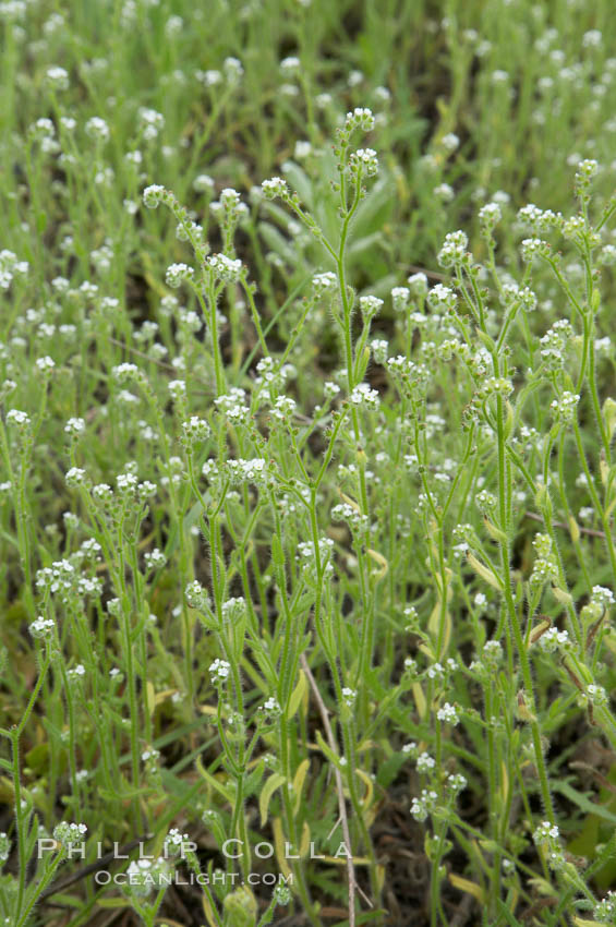 Unidentified. San Elijo Lagoon, Encinitas, California, USA, natural history stock photograph, photo id 11644