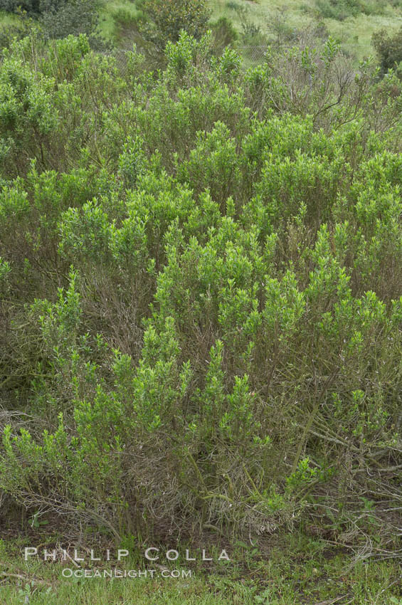 Unidentified., natural history stock photograph, photo id 11672
