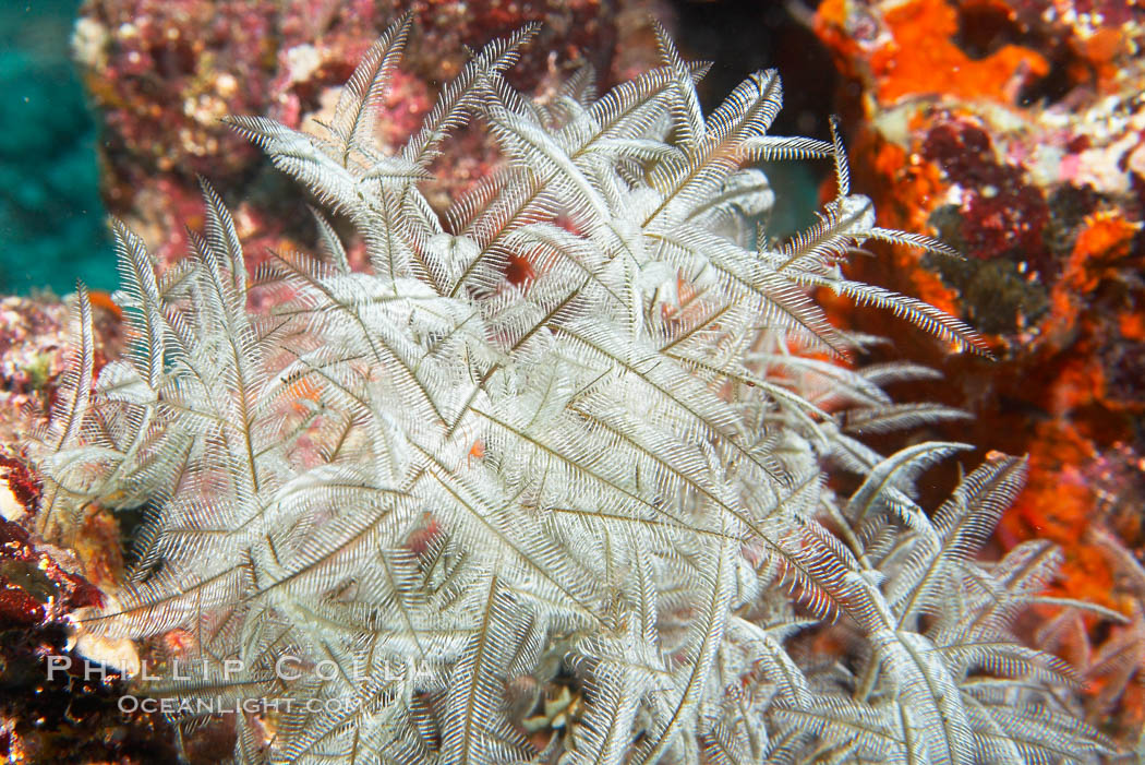 Unidentified (hydroids?). Cousins, Galapagos Islands, Ecuador, natural history stock photograph, photo id 16424