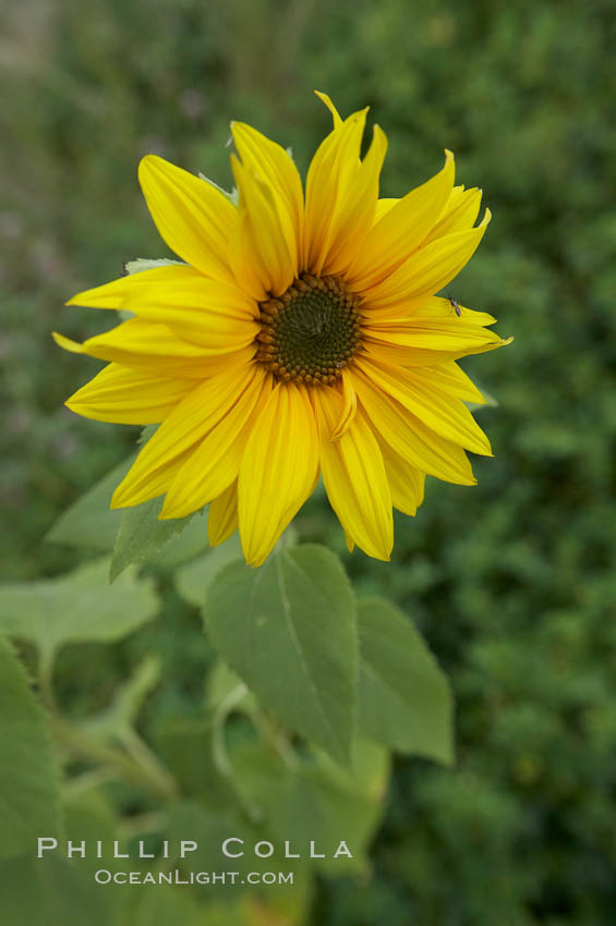 Unidentified. Rancho Santa Fe, California, USA, natural history stock photograph, photo id 11595