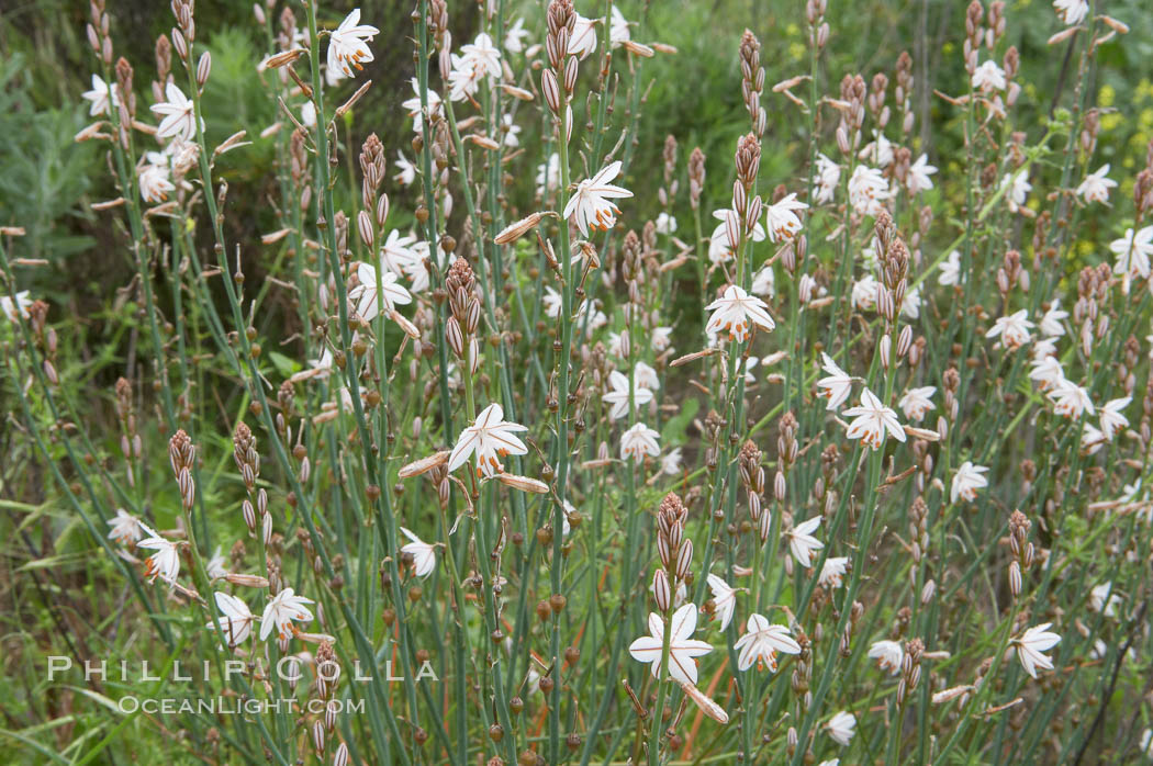 Unidentified., natural history stock photograph, photo id 11623