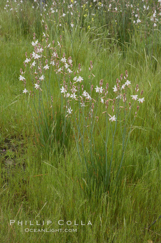 Unidentified., natural history stock photograph, photo id 11627