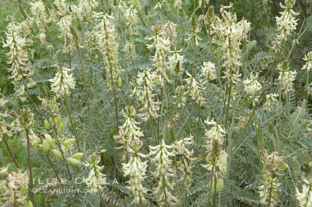 Unidentified., natural history stock photograph, photo id 11631