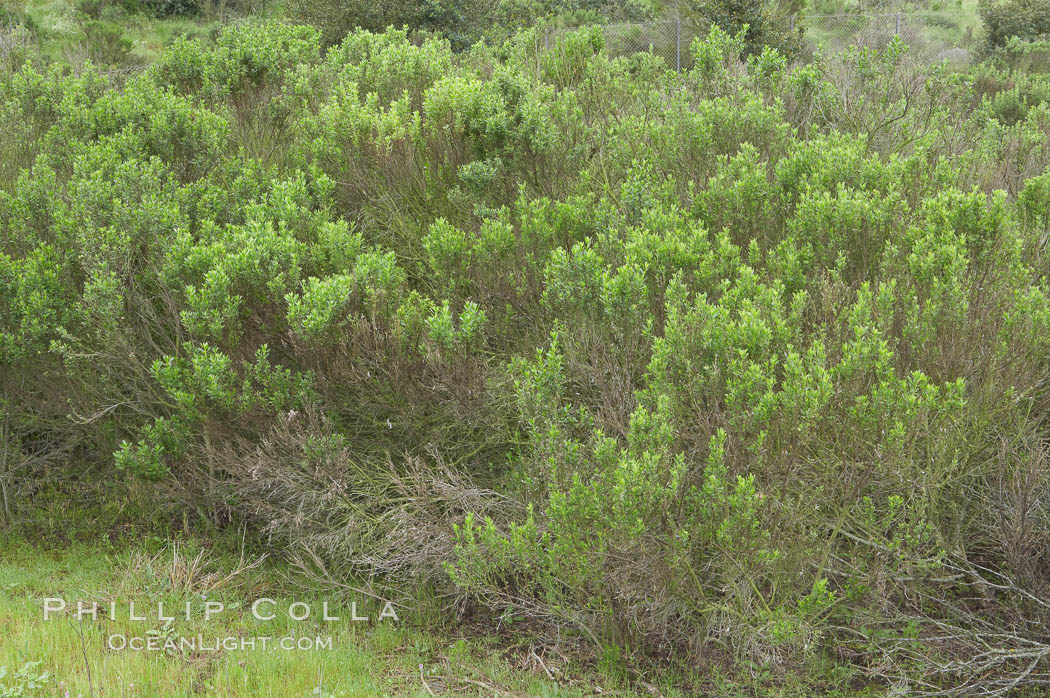 Unidentified., natural history stock photograph, photo id 11671