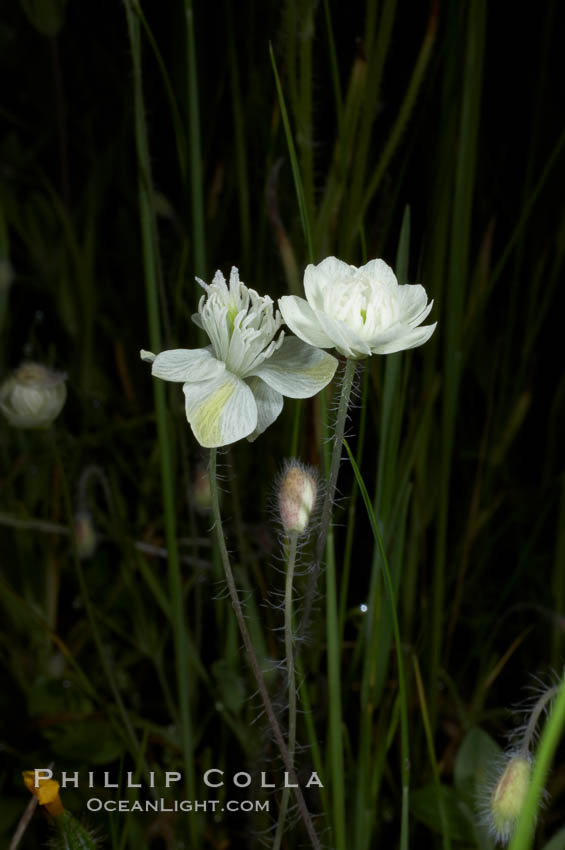 Unidentified., natural history stock photograph, photo id 11679