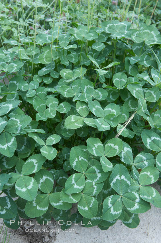 Unidentified. Rancho Santa Fe, California, USA, natural history stock photograph, photo id 11597