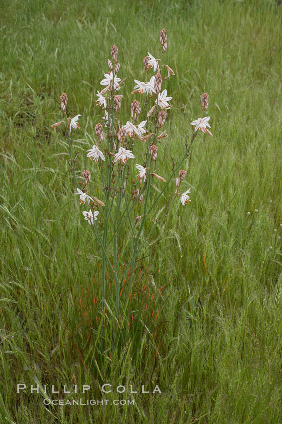 Unidentified., natural history stock photograph, photo id 11625
