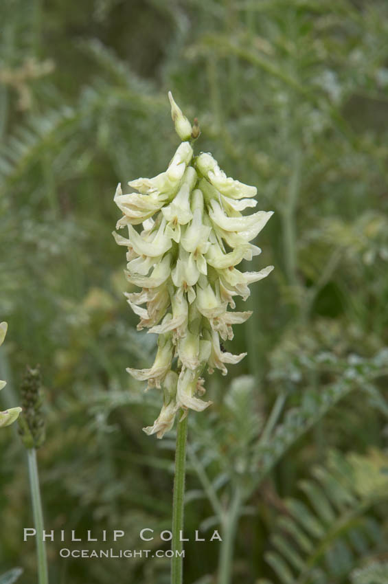 Unidentified., natural history stock photograph, photo id 11633