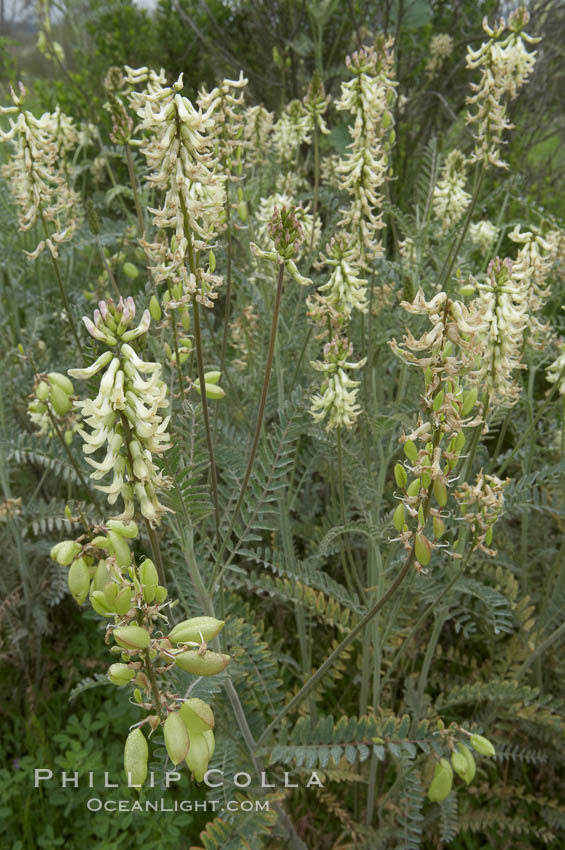 Unidentified. San Elijo Lagoon, Encinitas, California, USA, natural history stock photograph, photo id 11637