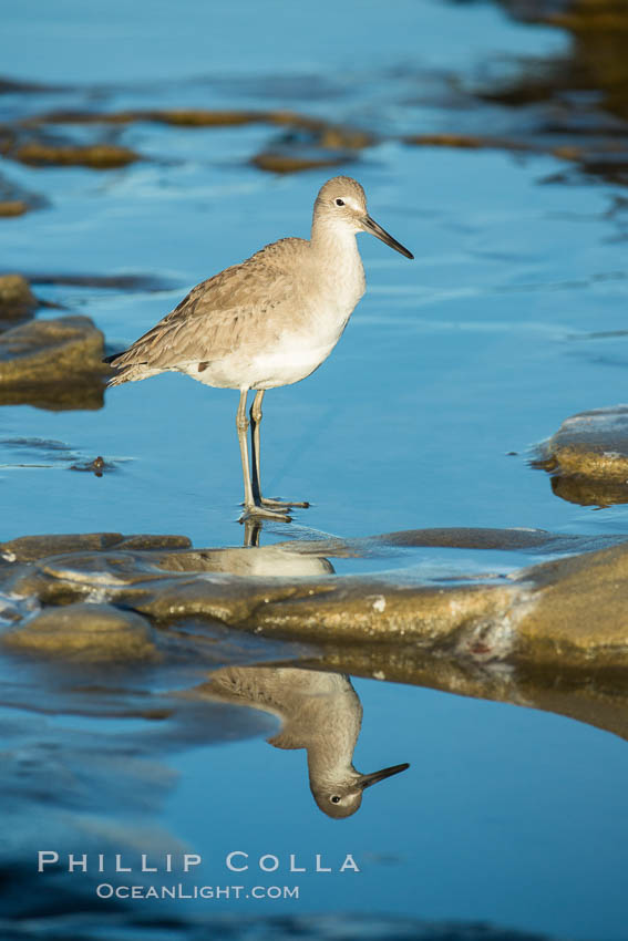 Willet. La Jolla, California, USA, Catoptrophurus semipalmatus, natural history stock photograph, photo id 30310