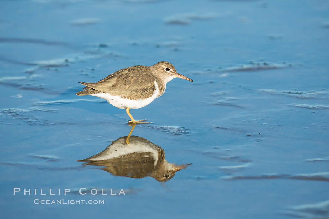 Unidentified sea bird. La Jolla, California, USA, Actitis macularius, natural history stock photograph, photo id 30318