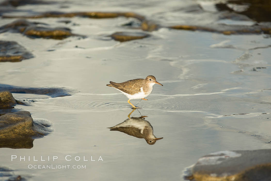 Unidentified sea bird. La Jolla, California, USA, Actitis macularius, natural history stock photograph, photo id 30311