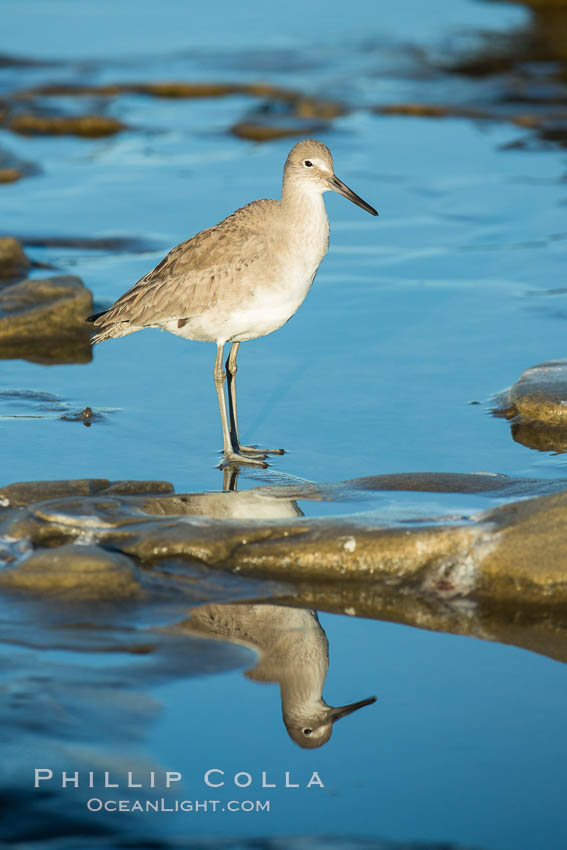 Unidentified sea bird. La Jolla, California, USA, natural history stock photograph, photo id 30309