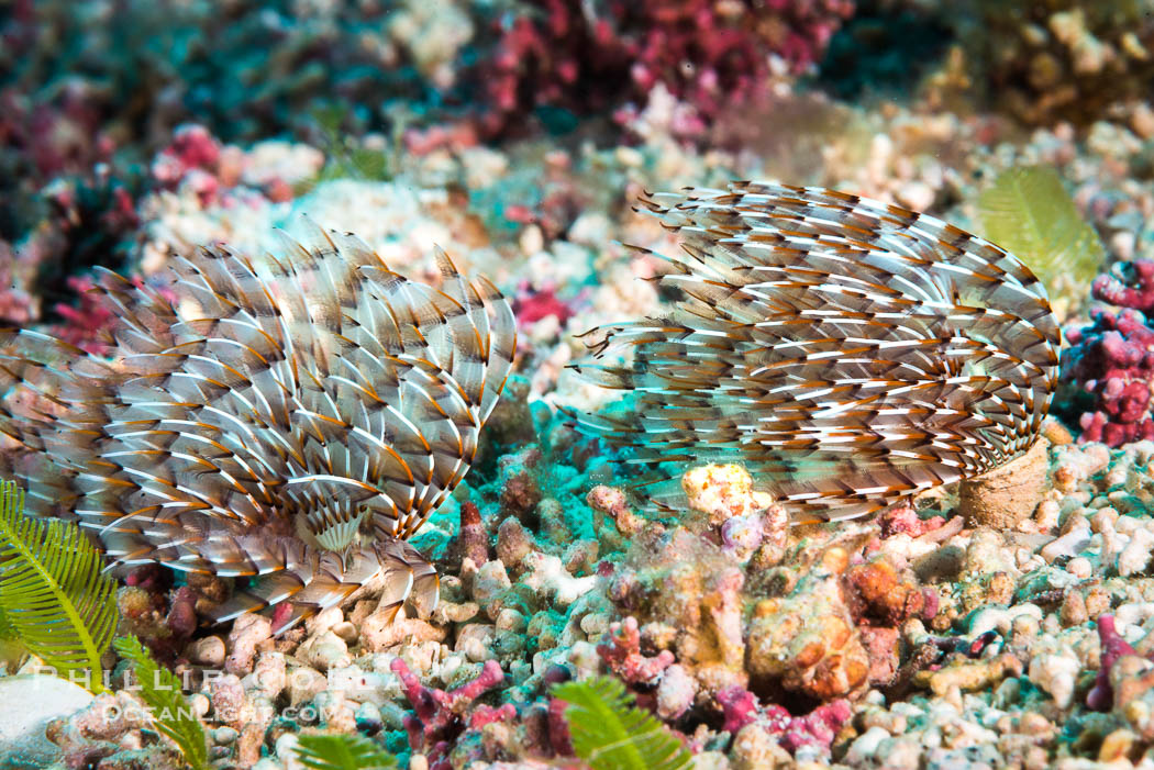 Unidentified Serpulid Polychaete Worm, Detail, Sea of Cortez., natural history stock photograph, photo id 33562