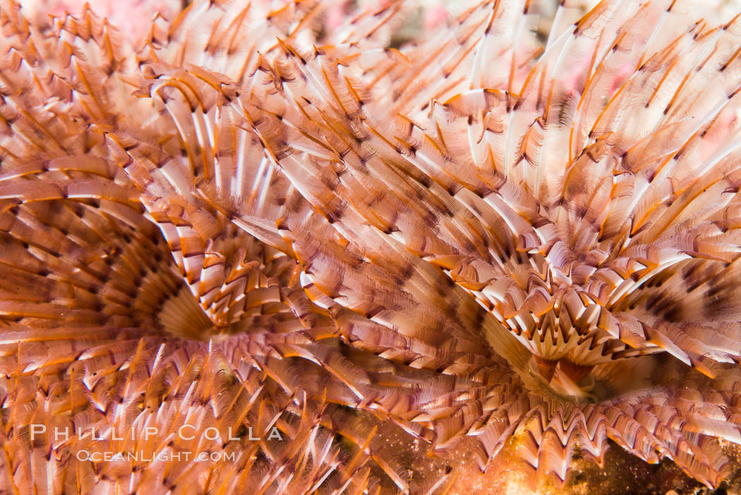 Unidentified Serpulid Polychaete Worm, Detail, Sea of Cortez. Isla San Diego, Baja California, Mexico, natural history stock photograph, photo id 33589
