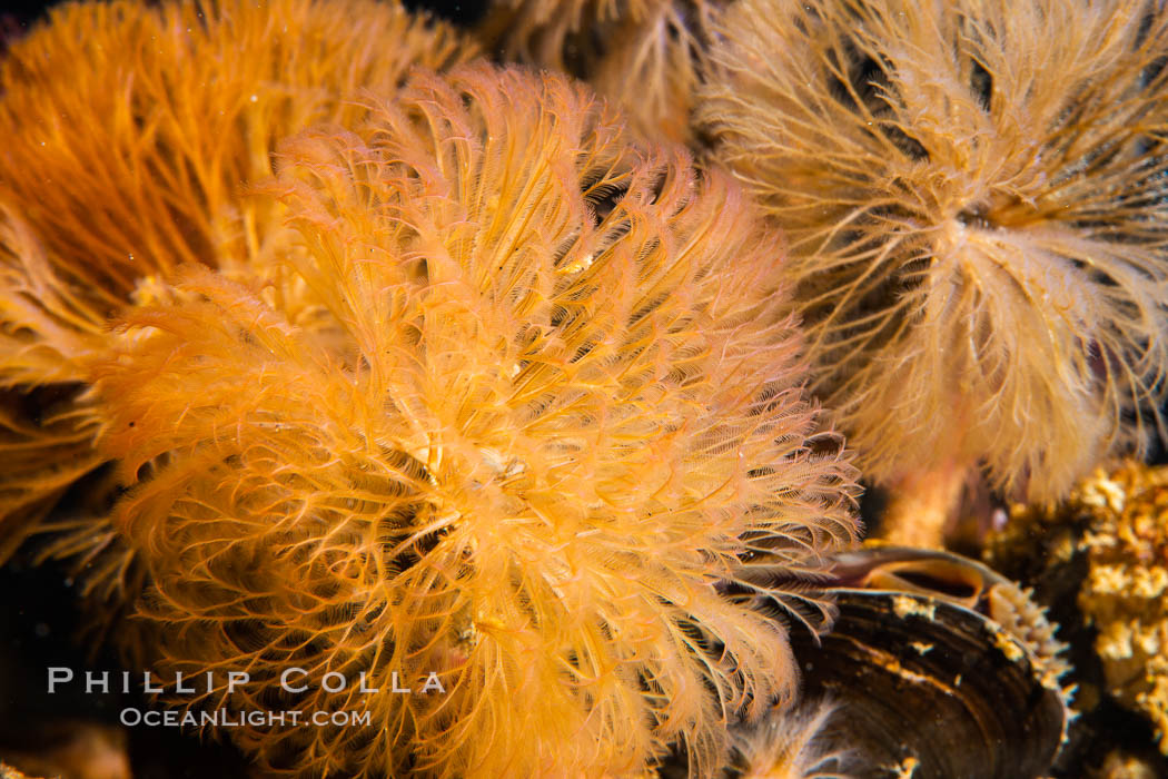 Split-branch or split-plume featherduster worm, Schizobranchia insignis, Browning Pass, Vancouver Island, Schizobranchia insignis