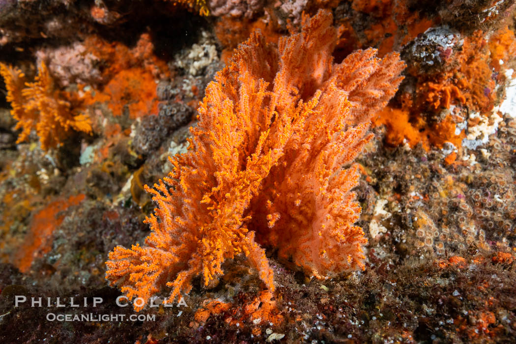 Unidentified Soft Corals, Wreck of the Portland Maru, Kangaroo Island, South Australia., natural history stock photograph, photo id 39278