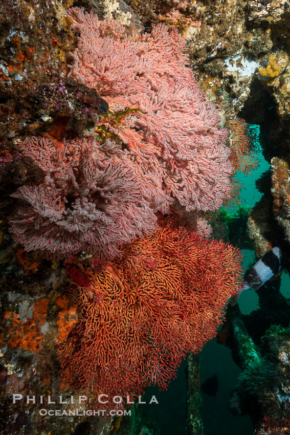 Unidentified Soft Corals, Wreck of the Portland Maru, Kangaroo Island, South Australia., natural history stock photograph, photo id 39282