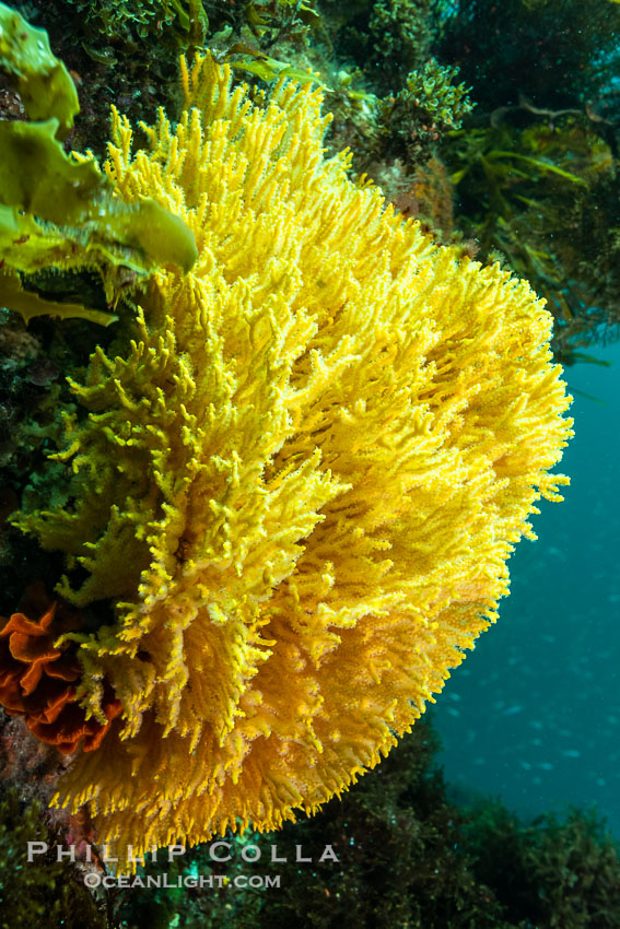 Unidentified Soft Corals, Wreck of the Portland Maru, Kangaroo Island, South Australia., natural history stock photograph, photo id 39276