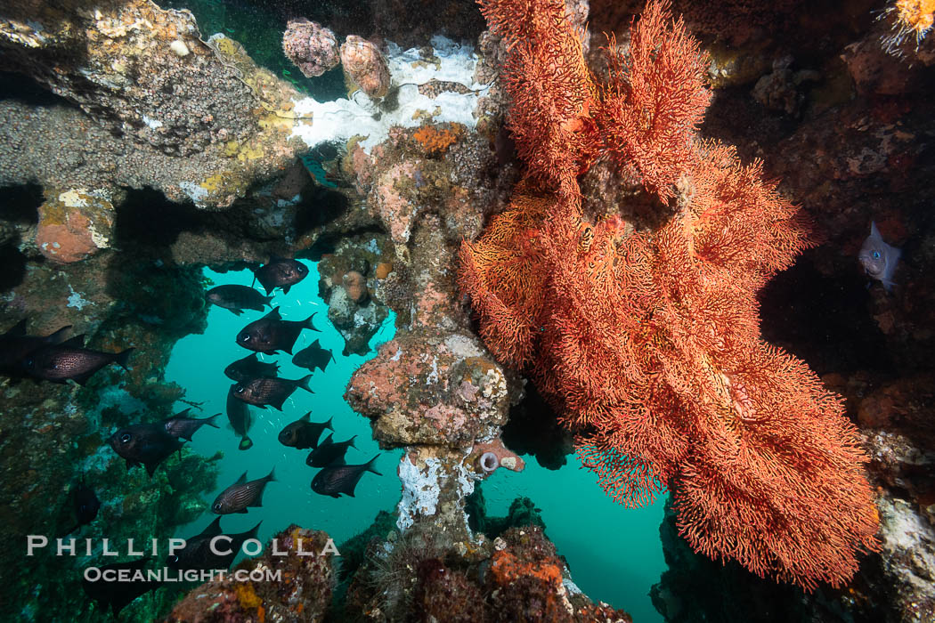 Unidentified Soft Corals, Wreck of the Portland Maru, Kangaroo Island, South Australia. The Portland Maru was a 117-meter Japanese cargo ship which struck a submerged object and was beached near Cape Borda, Kangaroo Island, on March 19, 1935., natural history stock photograph, photo id 39229