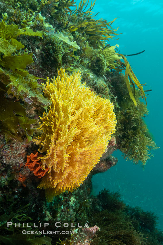 Unidentified Soft Corals, Wreck of the Portland Maru, Kangaroo Island, South Australia., natural history stock photograph, photo id 39277
