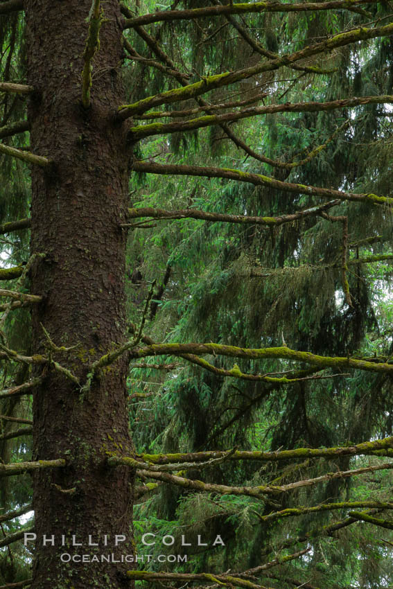 Unidentified tree, Redwood National Park. California, USA, natural history stock photograph, photo id 25802