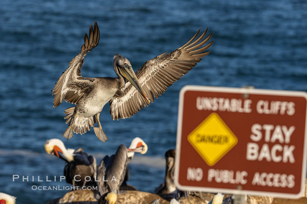 Unstable Cliffs, Stay Back, No Public Access, La Jolla, California