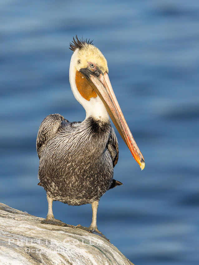Unusual Brown Pelican Coloration. This California brown pelican has an unusual man bun (or samurai top knot) of brown feathers as opposed the usual back of the neck coverage. Note also the unusual mottling and spots on the head feathers.  Odd bird, perhaps a sub-adult transition to adulthood?. La Jolla, USA, Pelecanus occidentalis, Pelecanus occidentalis californicus, natural history stock photograph, photo id 38694