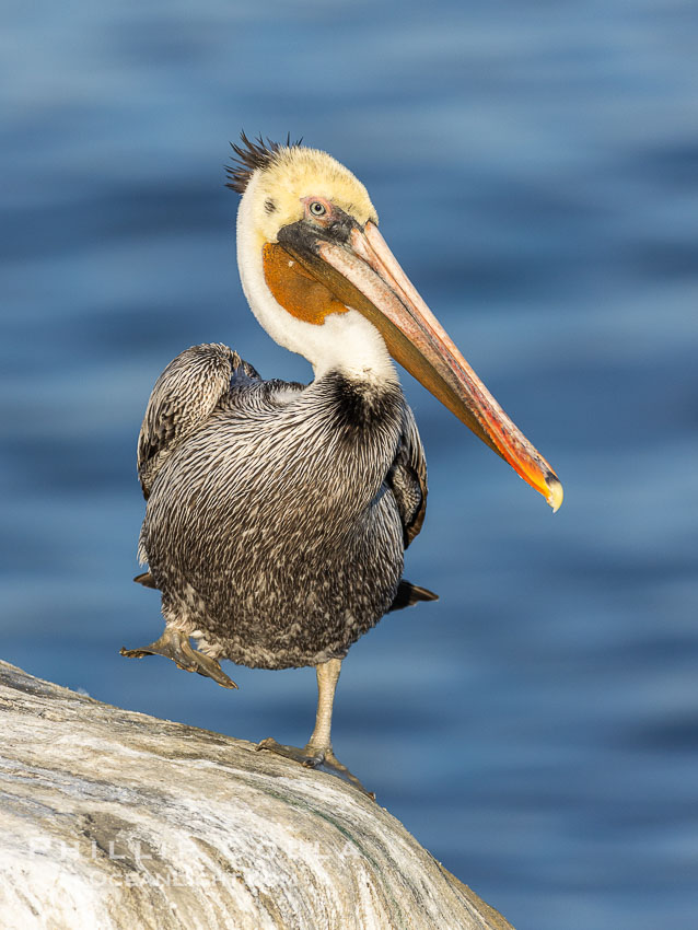 Vrksasana, Tree Pose, pelican yoga. Unusual Brown Pelican Coloration. This California brown pelican has an unusual man bun (or samurai top knot) of brown feathers as opposed the usual back of the neck coverage. Note also the unusual mottling and spots on the head feathers.  Odd bird, perhaps a sub-adult transition to adulthood?. La Jolla, USA, Pelecanus occidentalis, Pelecanus occidentalis californicus, natural history stock photograph, photo id 38838