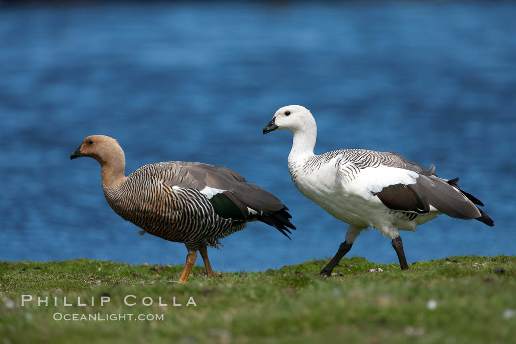 Upland goose, male (white) and female, beside pond in the interior of Carcass Island near Dyke Bay. Falkland Islands, United Kingdom, Chloephaga picta, natural history stock photograph, photo id 23976